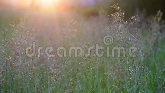 日落时分美丽的田野草地和视频的预览图