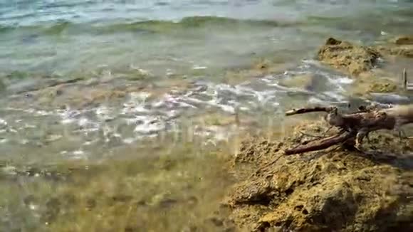 地中海岩石海岸上的一棵死树视频的预览图