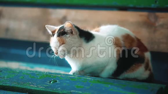 一只老流浪的三色猫坐在长凳上流浪动物的问题宠物猫视频的预览图