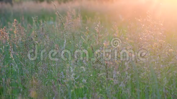 日落时分美丽的田野草地和视频的预览图
