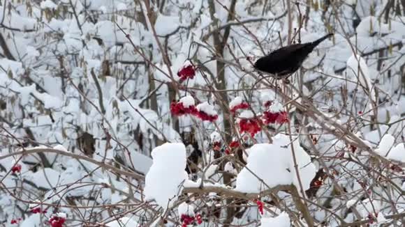 冬天的鸟鸣叫4k视频的预览图