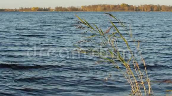 长草在湖岸迎风起舞视频的预览图