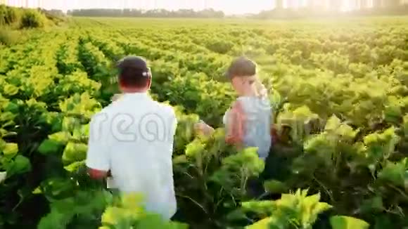 两个农民一男一女走在绿茵场上的一朵向日葵交流在工作中使用平板电脑视频的预览图