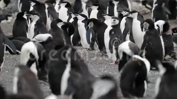 南极企鹅清理它们的羽毛安德列夫视频的预览图