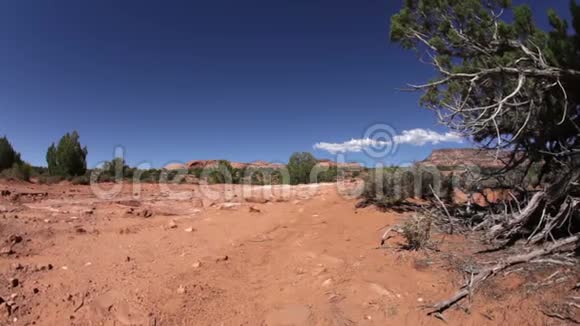 沙漠景观到树娃娃视频的预览图