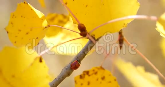 黄秋叶上的瓢虫视频的预览图