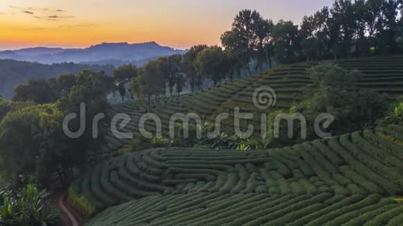 多麦沙龙101个茶园是泰国清莱旅游胜地视频的预览图