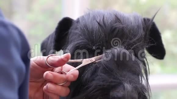 狗眼睛周围毛发修饰的特写镜头视频的预览图