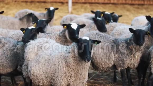 一群羊互相靠近直看它们旁边视频的预览图