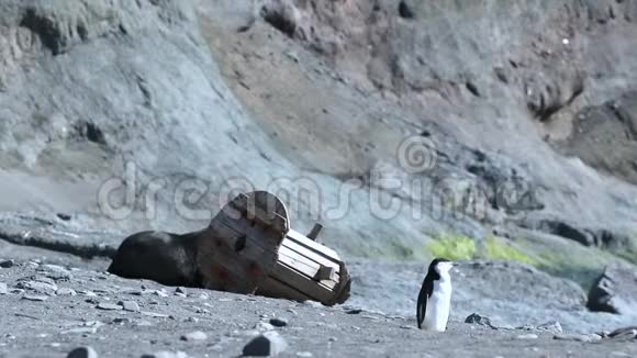 一只企鹅站在海滩上的木线圈旁边安德列夫视频的预览图