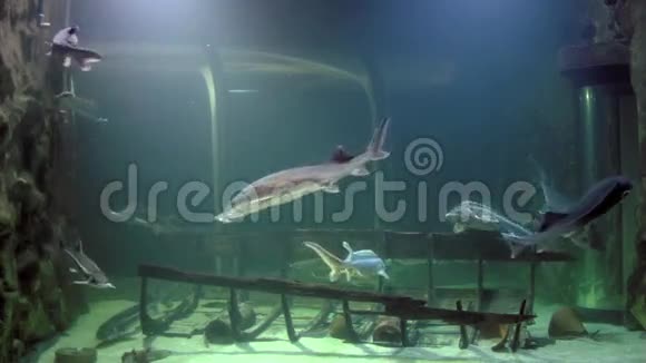水族馆里的鲟鱼视频的预览图