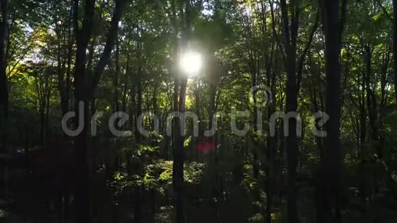 山中秋林树绿色木材和阳光作为背景视频的预览图