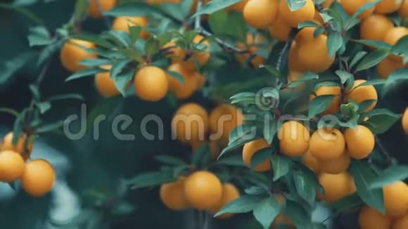 汁美惊人的好看的樱桃梅香茅兰梅树枝上的果实阳光明媚的夏天好日子伴着微风视频的预览图