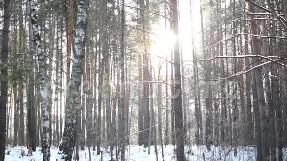 在阳光明媚的冬天森林里的蓬松的雪视频的预览图