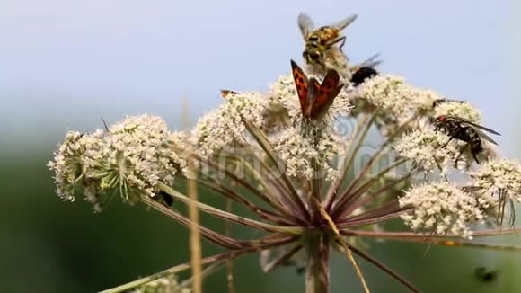 美国铜和白屏花上的其他昆虫视频的预览图