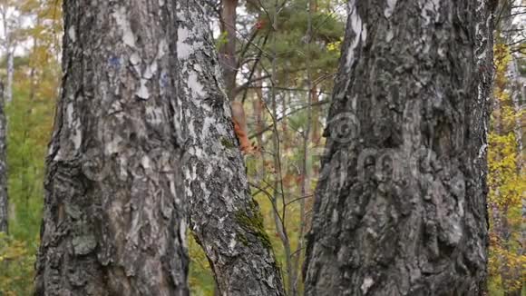 松鼠在树上跳跃每年的时间秋天视频的预览图