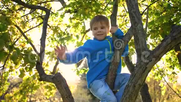 孩子爬了一棵树他玩浆果和黄叶明媚的秋天阳光明媚的一天户外娱乐视频的预览图