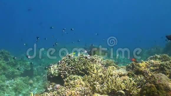 在珊瑚礁上呼吸潜水员视频的预览图