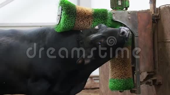 农场生活方式公牛在农场用刷子清洁自己视频的预览图