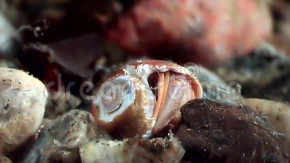 巨蟹座的蟹藏在水下寻找白海的食物视频的预览图