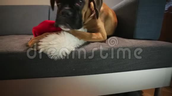 年轻的拳击狗戴着圣诞帽躺在沙发上视频的预览图