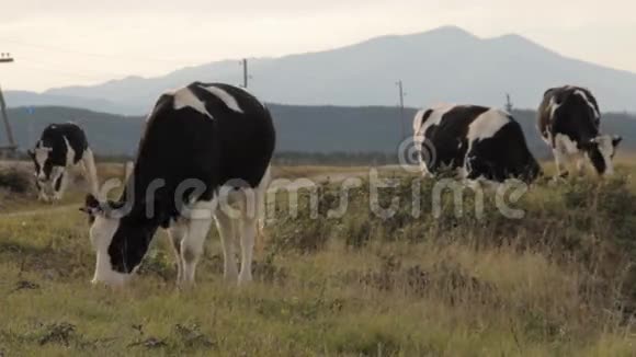 四头牛在路边吃草视频的预览图
