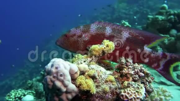 柳杉在珊瑚礁的背景上慢慢游过然后离开框架埃及红海视频的预览图