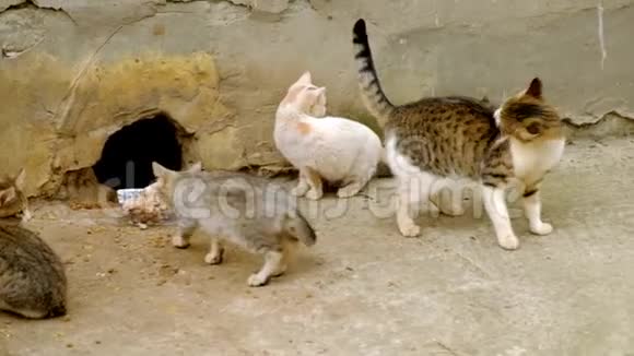无家可归的猫处境不利动物的艰苦生活视频的预览图