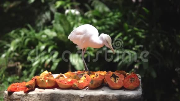 牛白鹭白鸟从食物桌上选择吃什么马来西亚视频的预览图