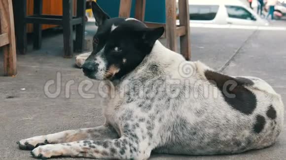 白色黑点狗躺在人行道上视频的预览图