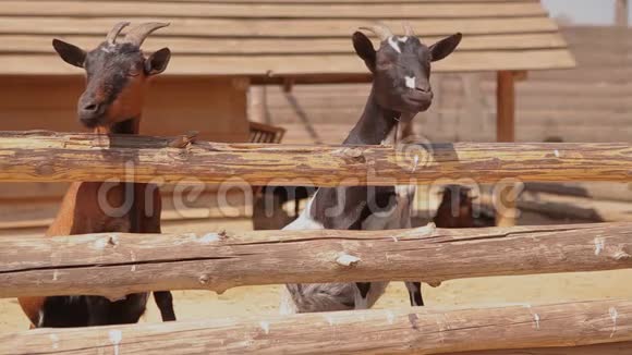 两只干净整洁的山羊在农场的鸟舍里山羊正从栅栏后面看着镜头视频的预览图