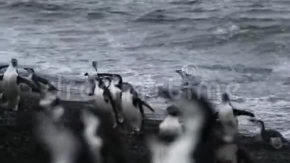 企鹅跳出南极洲海岸的水安德列夫视频的预览图