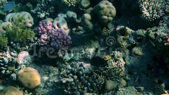 水下珊瑚礁与鱼类海景视频的预览图