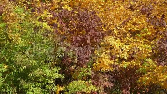在阳光明媚的秋日五颜六色的灌木丛中有着浓密的叶子视频的预览图