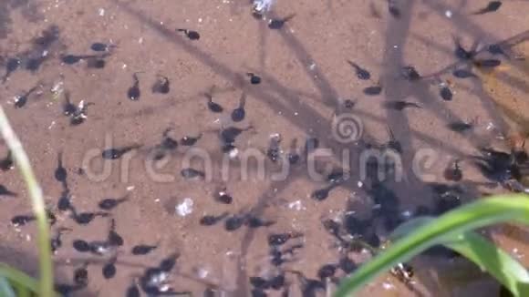 自然界中许多小黑蝌蚪在浅塘蛙的生命周期中游动视频的预览图