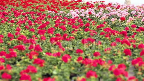 温室里有盛开的天竺葵花盘温室里有红色的花出售的花培育房子的花视频的预览图