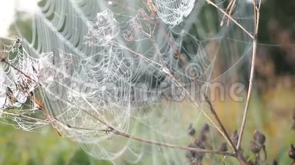 美丽的蛛网装饰与滴露在风中摇曳的清晨自然背景视频的预览图