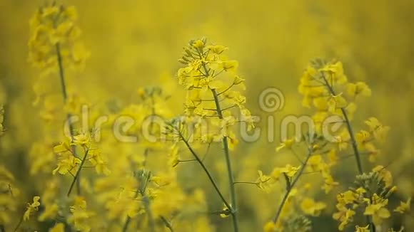 油菜花田中盛开的黄色花朵视频的预览图