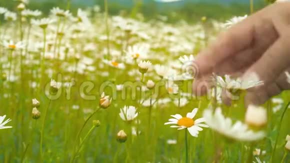 女手采洋甘菊花柔和的焦点春天绿油油的草地上盛开的花苞在风中摇曳视频的预览图