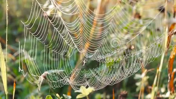 美丽的蛛网装饰与滴露在风中摇曳的清晨自然背景视频的预览图