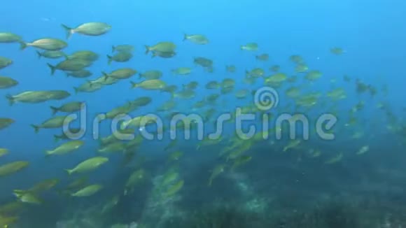 海洋生物多云水中的黄带鱼学校视频的预览图