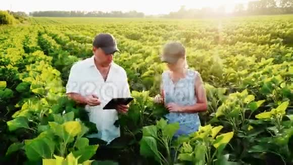 两个农民一男一女走在绿茵场上的一朵向日葵交流在工作中使用平板电脑Stadicam视频的预览图