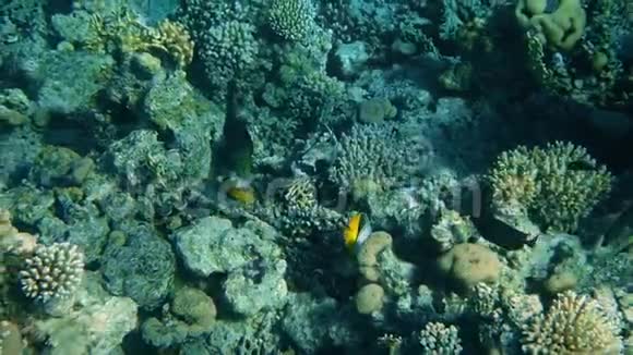 水下珊瑚礁与鱼类海景视频的预览图