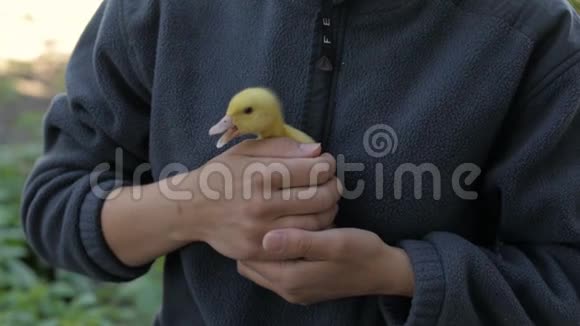 黄色小鸭在雌性手中视频的预览图