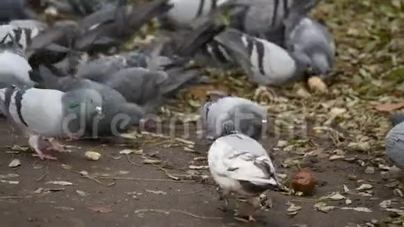 鸽子吃面包在城市公园吃面包的鸽子视频的预览图