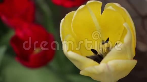 黄色和红色郁金香与蜜蜂离焦视频的预览图