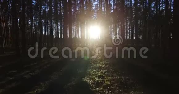 日落时透过松林中的树木鸟瞰阳光视频的预览图