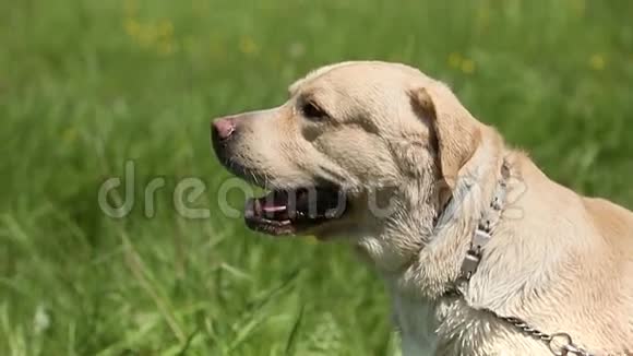 狗的品种拉布拉多猎犬在草坪上大声吠叫包括声音视频的预览图