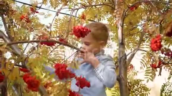 孩子爬了一棵树他玩罗文浆果和黄叶明媚的秋天阳光明媚的一天户外娱乐视频的预览图