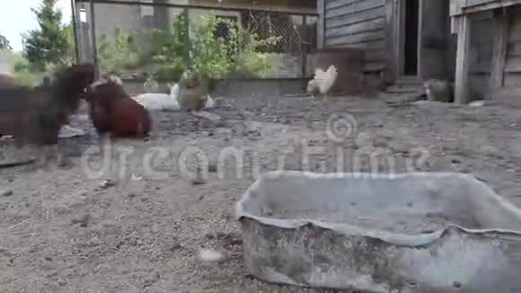 母鸡和公鸡正在农场的鸡舍里散步视频的预览图